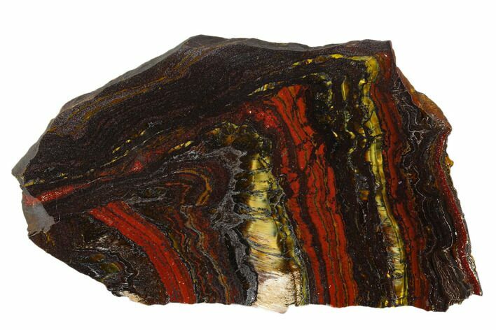 Polished Tiger Iron Stromatolite - Billion Years #129199